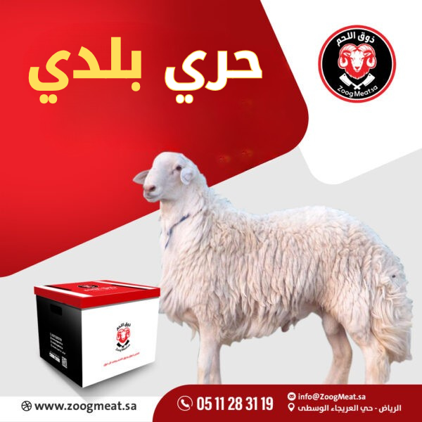 حري بلدي ذبح محلي 15 18 كيلو