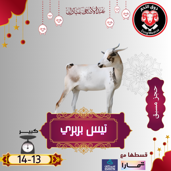 أضحية تيس بربري 13 14 كيلو
