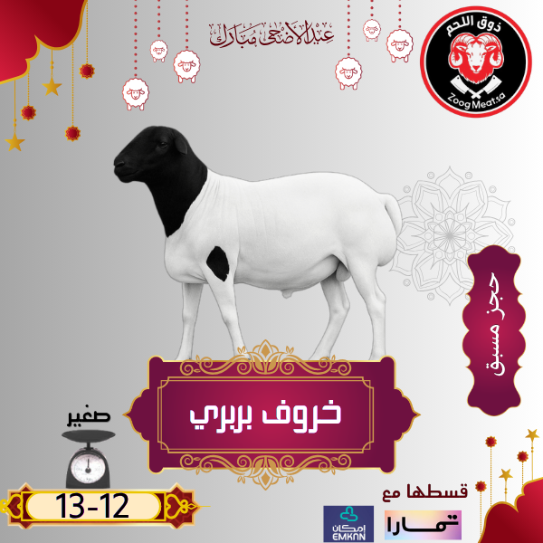 أضحية خروف بربري 12 13 كيلو