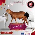 الاضاحي
